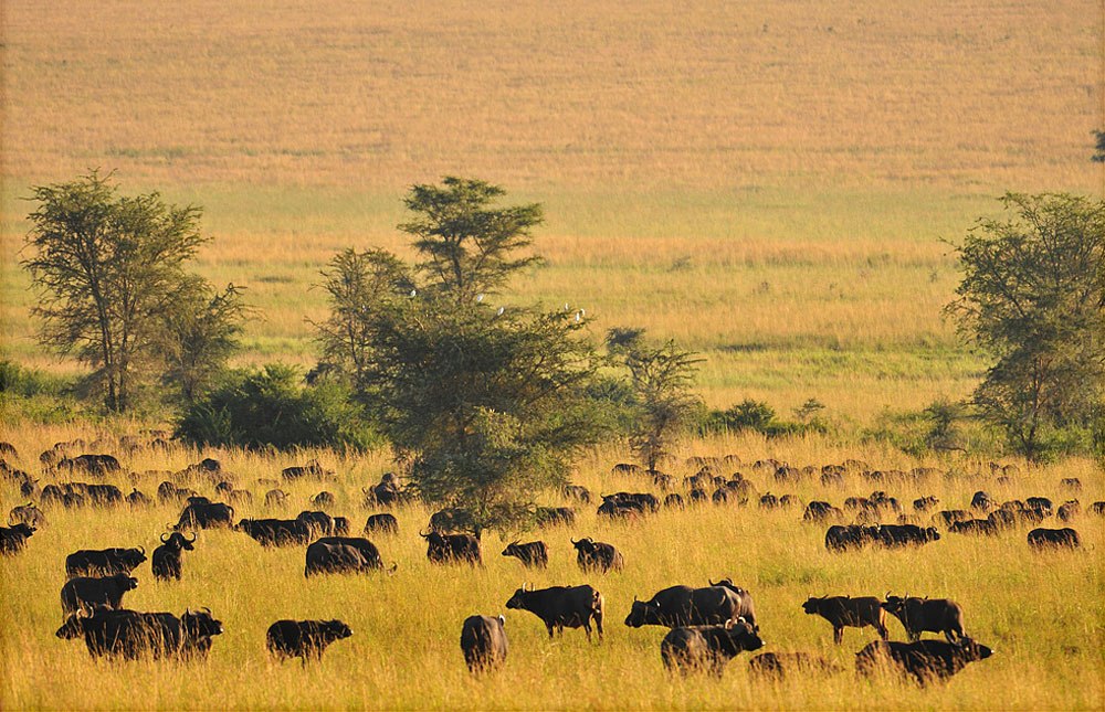 kidepo valley national park