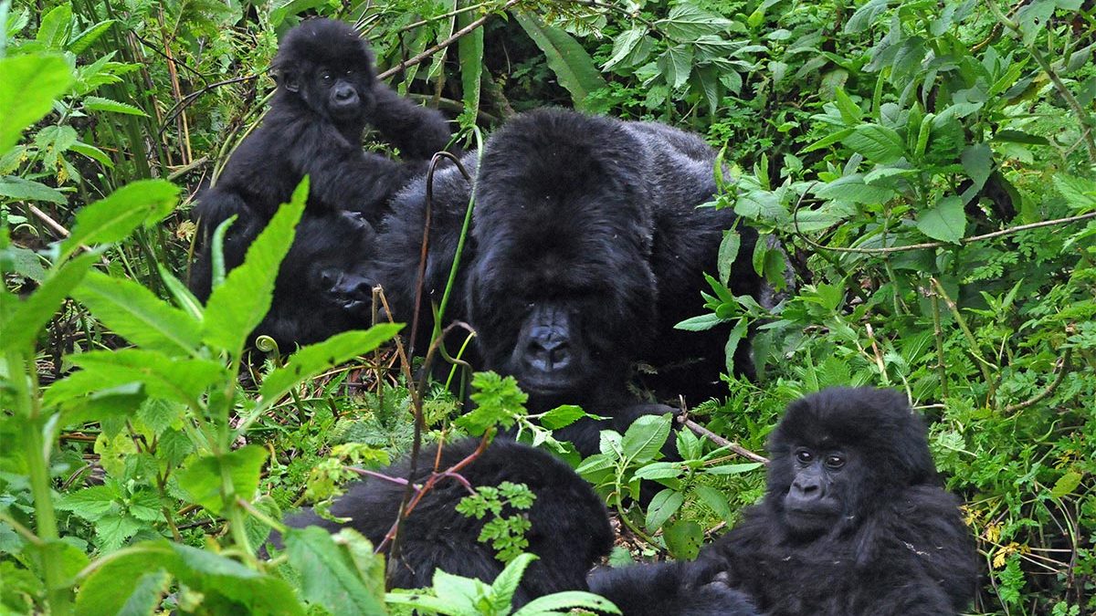 Gorilla habituation experience