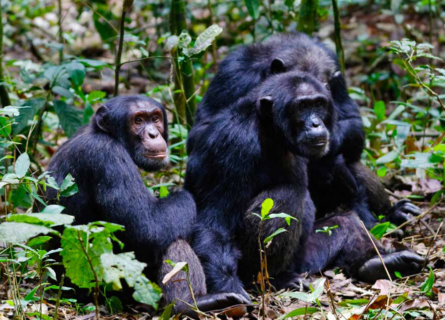 chimpanzee-tracking-in-uganda
