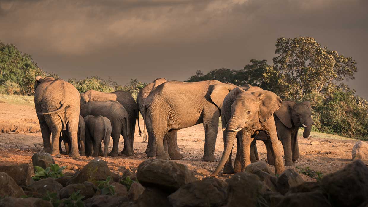 Aberdare National Park Game Drives