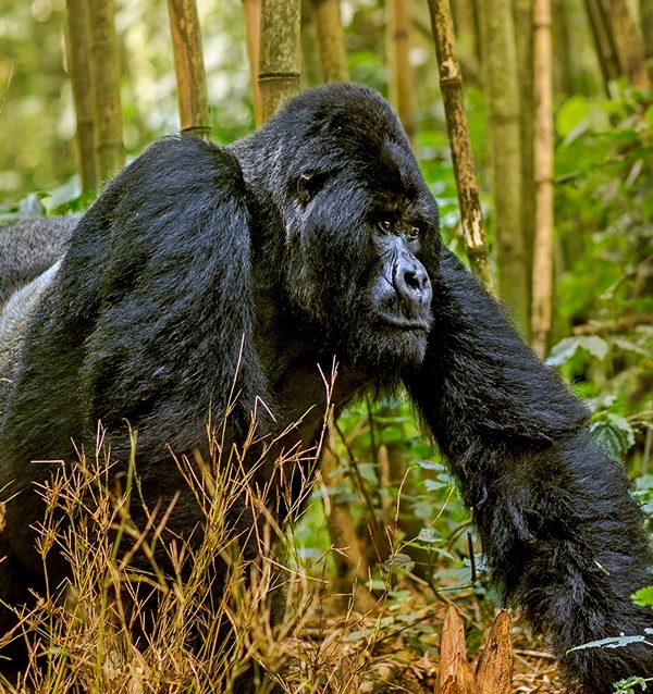 11-day-rwanda-gorillas-kenya-and-maasai-mara