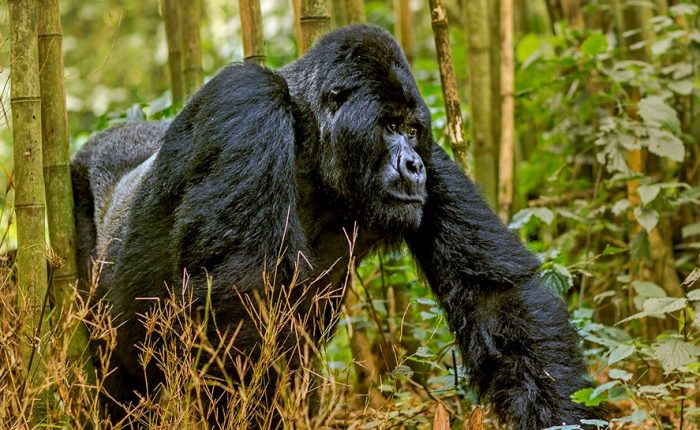 11-day-rwanda-gorillas-kenya-and-maasai-mara
