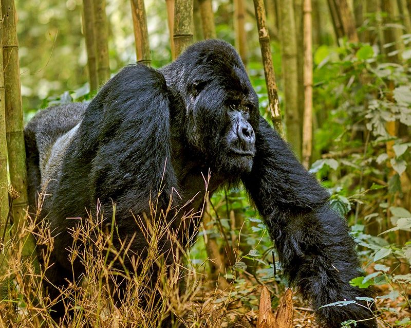11-day-rwanda-gorillas-kenya-and-maasai-mara