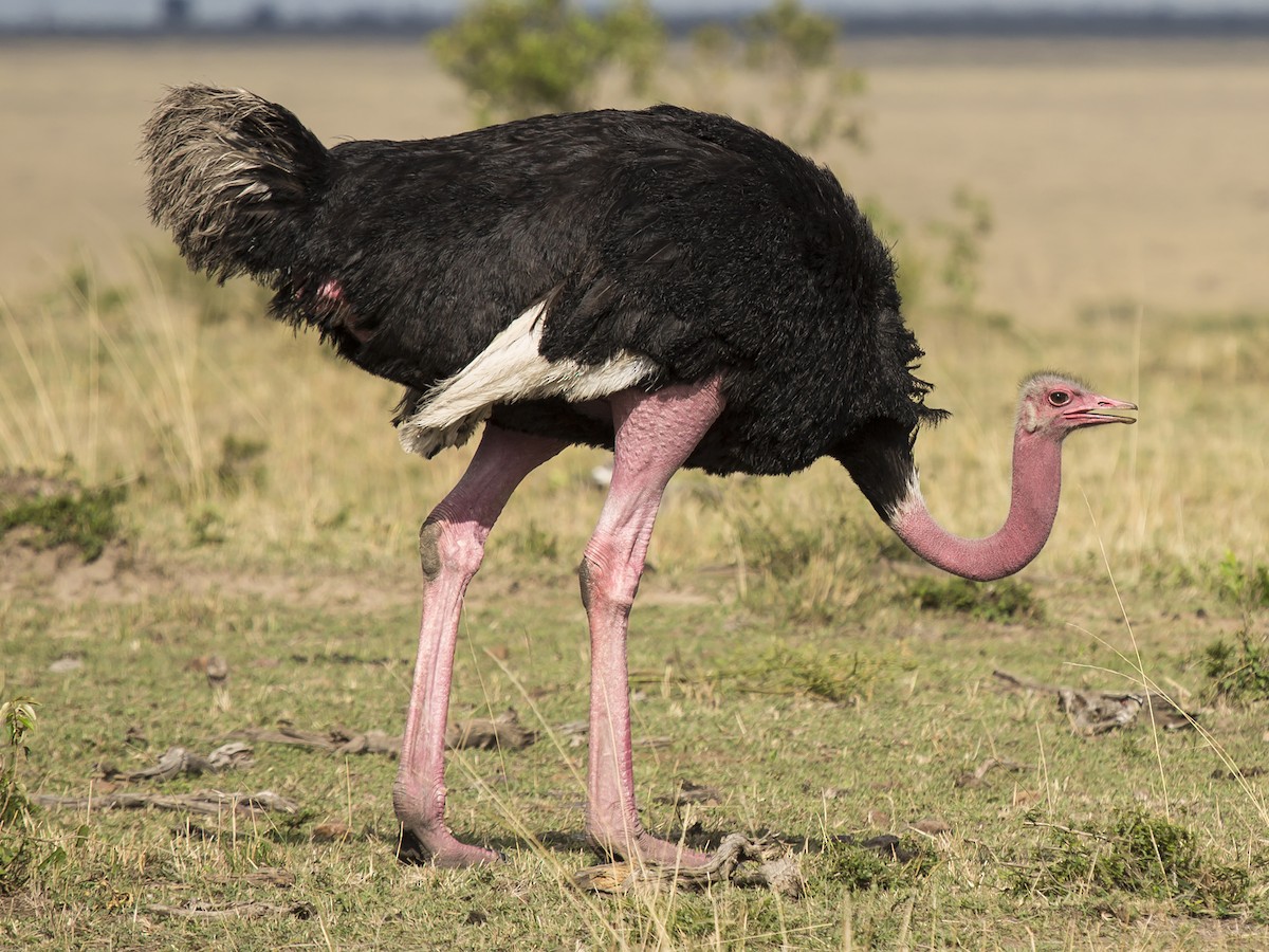 Birding at Amboseli National Park 