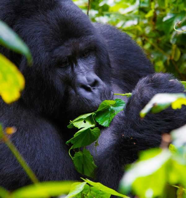 14 Day Uganda-Rwanda Wildlife & Primates Safari
