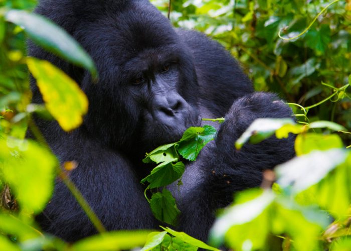 14 Day Uganda-Rwanda Wildlife & Primates Safari