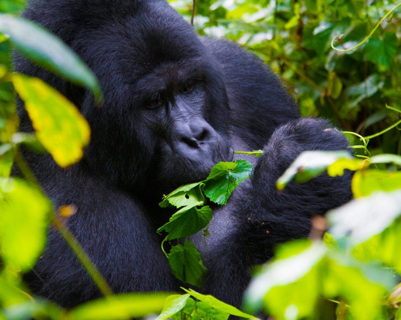 14 Day Uganda-Rwanda Wildlife & Primates Safari