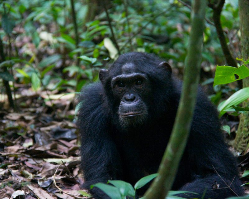 15-day-gorilla-and-chimps-trekking-big-5-and-nature-sighting-safari