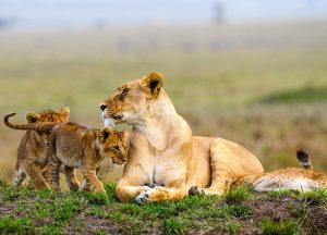 18-day-exploring-uganda-safari