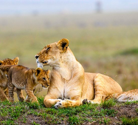18-day-exploring-uganda-safari