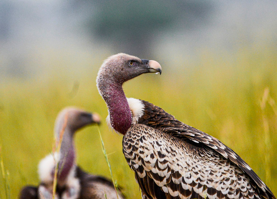 18-days-birding-tour-with-gorilla-trekking