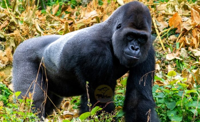 3-day-rwanda-gorilla-trekking-in-volcanoes