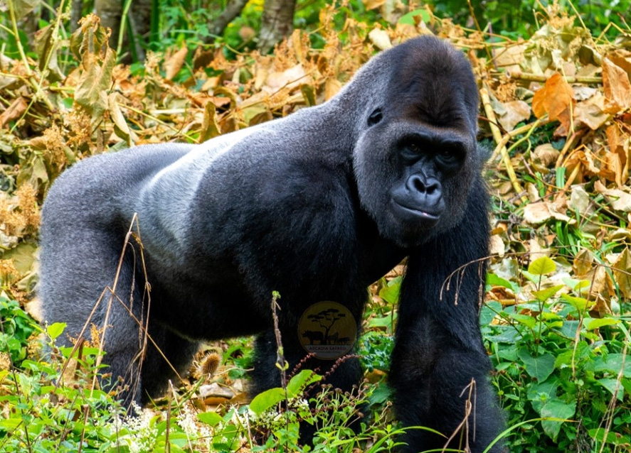 3-day-rwanda-gorilla-trekking-in-volcanoes