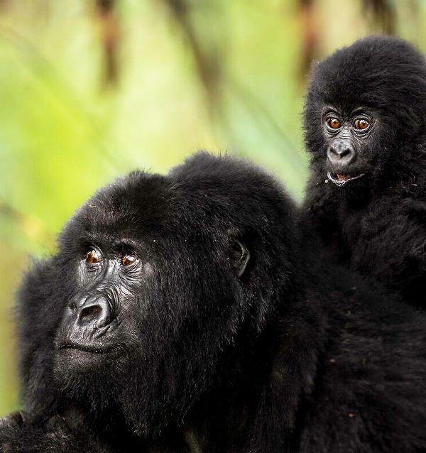 3-days-gorilla-trekking-and-batwa-trail-experience-in-bwindi