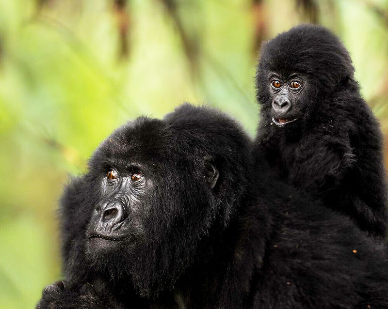 3-days-gorilla-trekking-and-batwa-trail-experience-in-bwindi