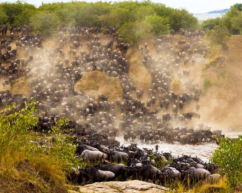 3-days-maasai-mara-wildebeest-migration