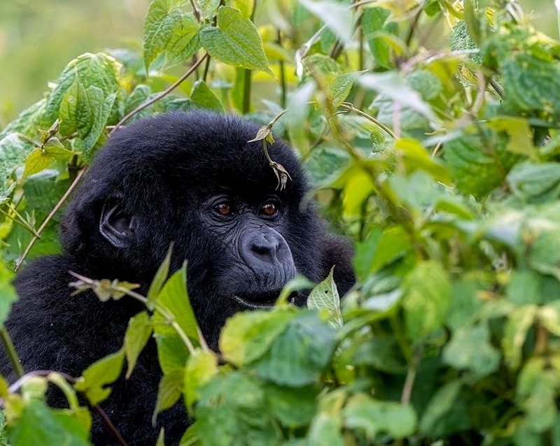 5-days-rwanda-gorillas-lake-kivu-tour