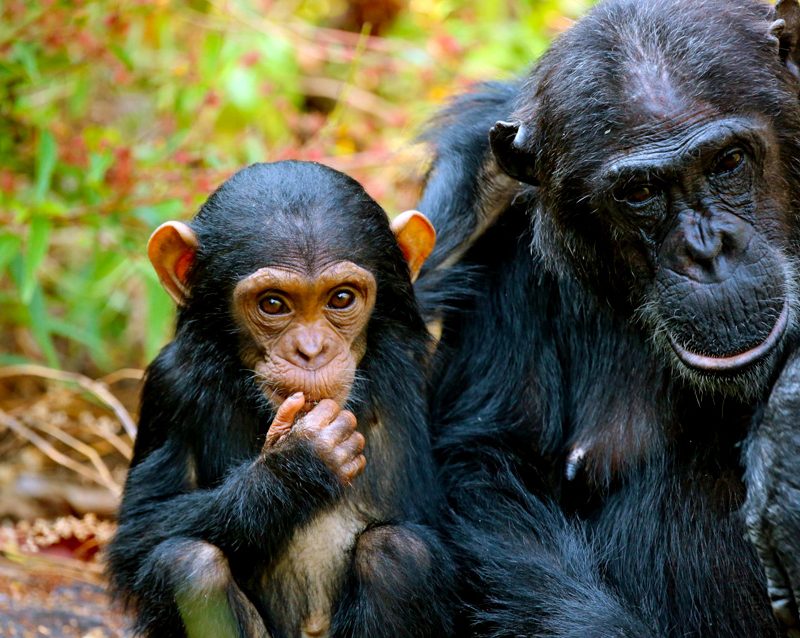 7-days-rwanda-gorilla-and-chimpanzee-classic-safari-adventure