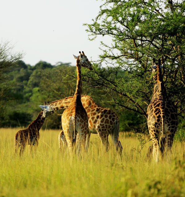9-day-best-of-uganda-safari