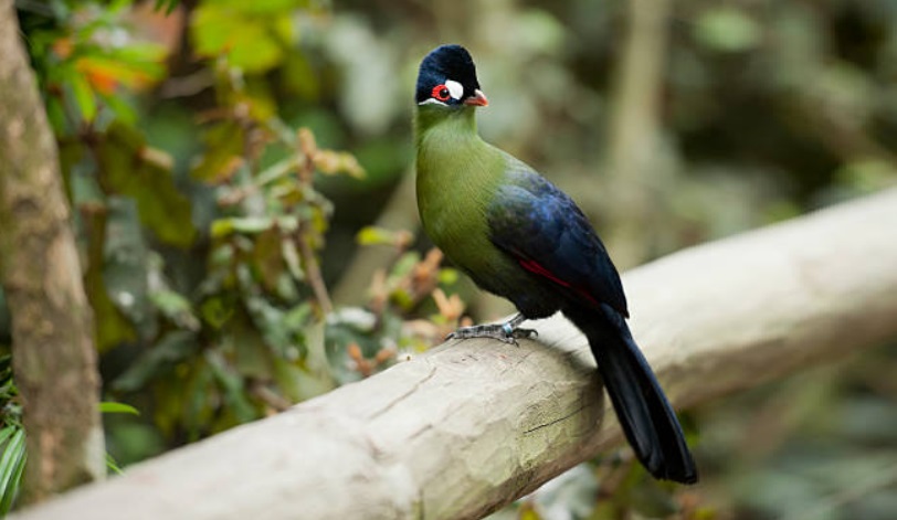 Aberdare Bird Watching