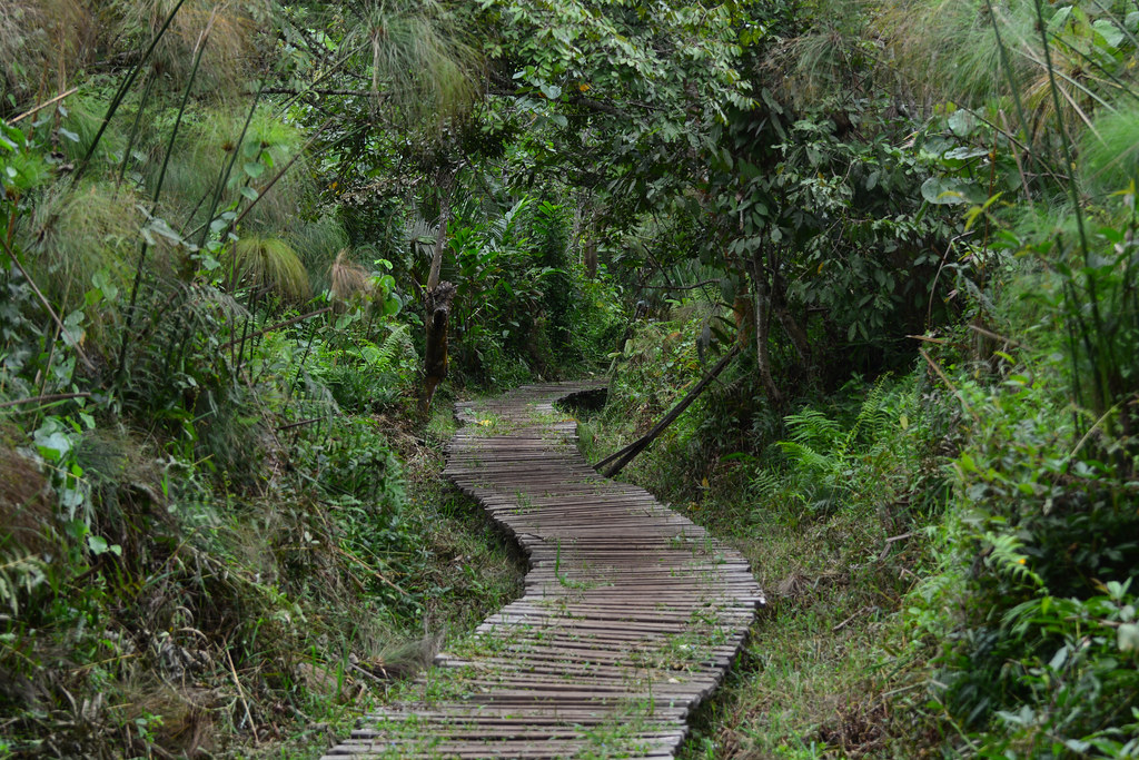 Bigodi Swamp - Kibale Forest National Park