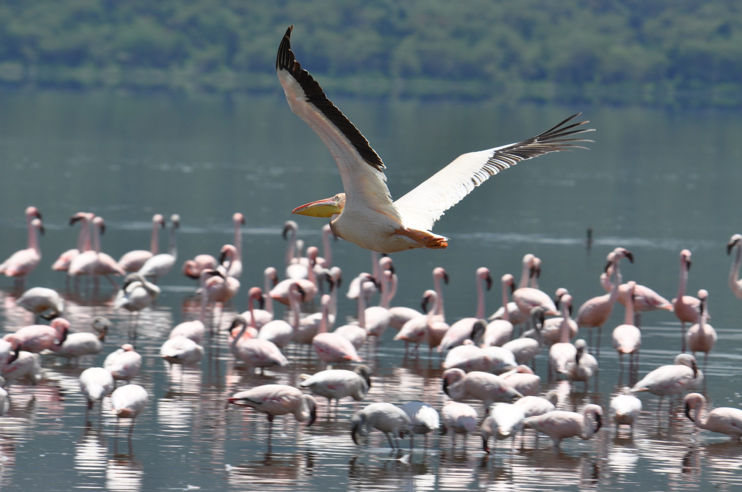 Birdwatching at Lake Nakuru National Park
