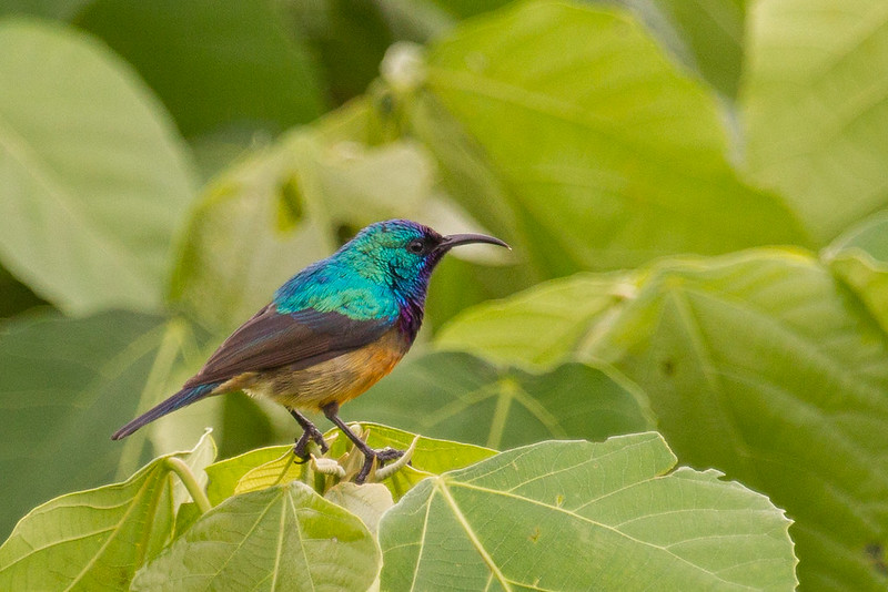 Birding in Bwindi Impenetrable National Park