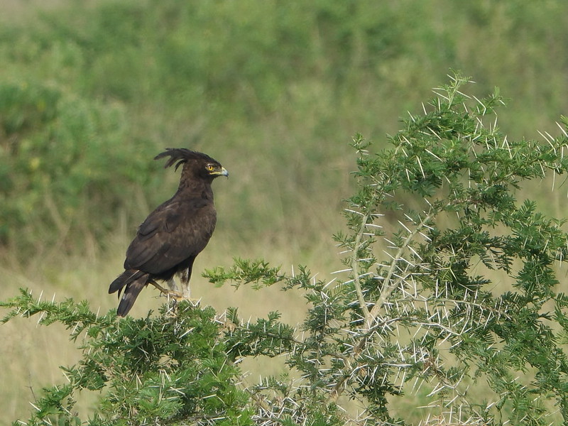 Birding at Semuliki National Park