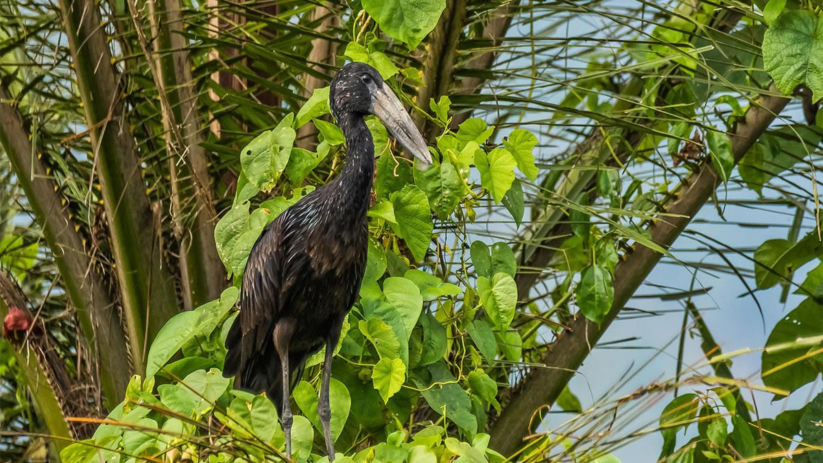 Birding at Gishwati Mukura National Park