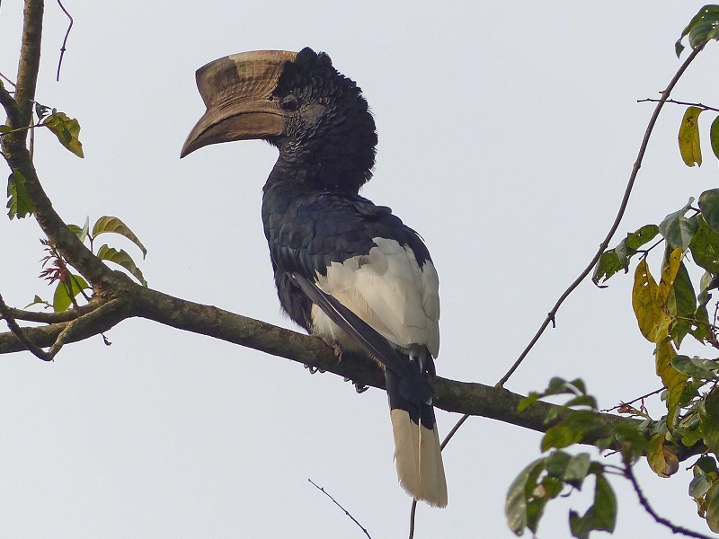 Birdwatching at Nyungwe NP