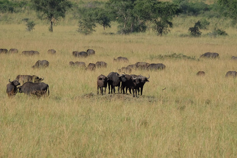 Kidepo Valley National Park Wildlife - Buffalos