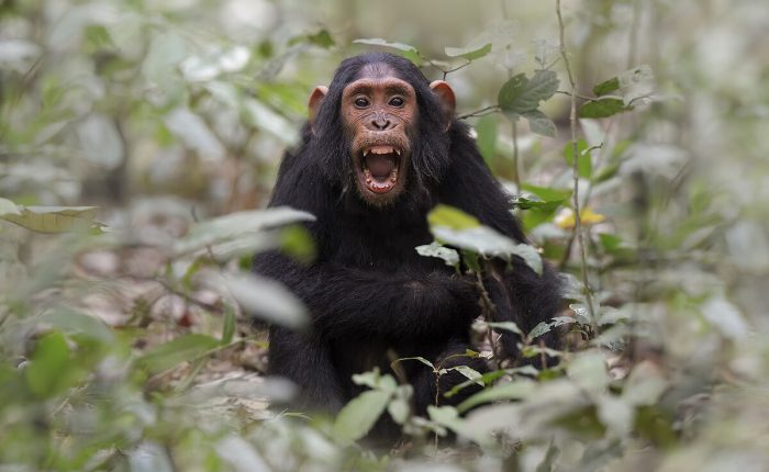 4 Day Kibale Forest Chimpanzee Tracking