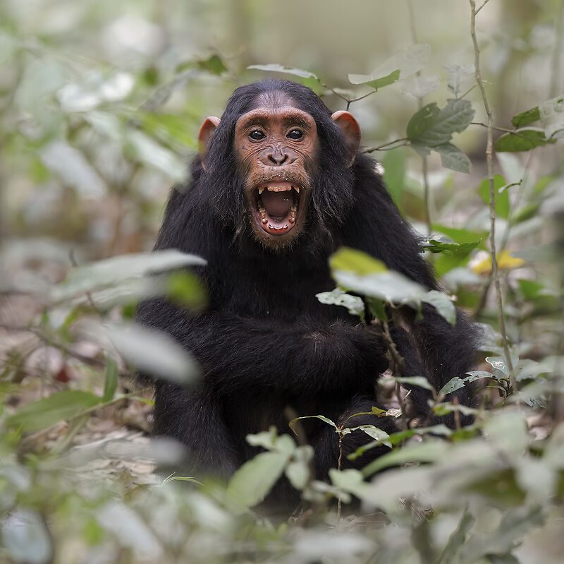 4 Day Kibale Forest Chimpanzee Tracking
