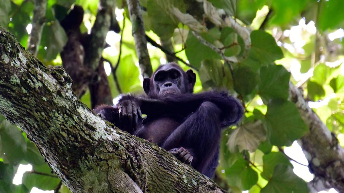 Gishwati Mukura National Park