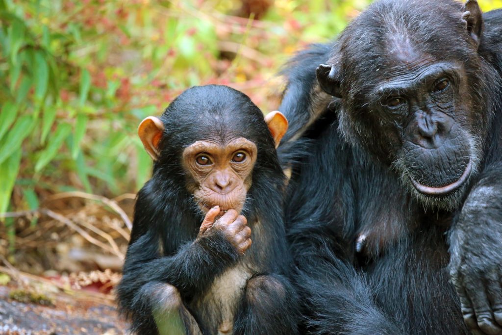 Gorillas and chimpanzees tracking