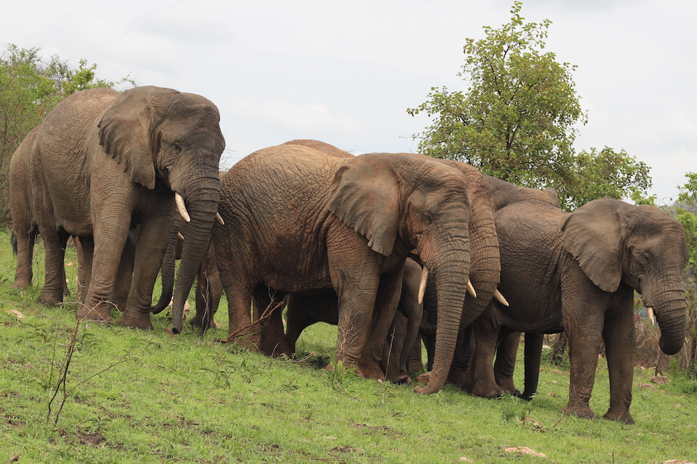 Elephants in Akagera National Park