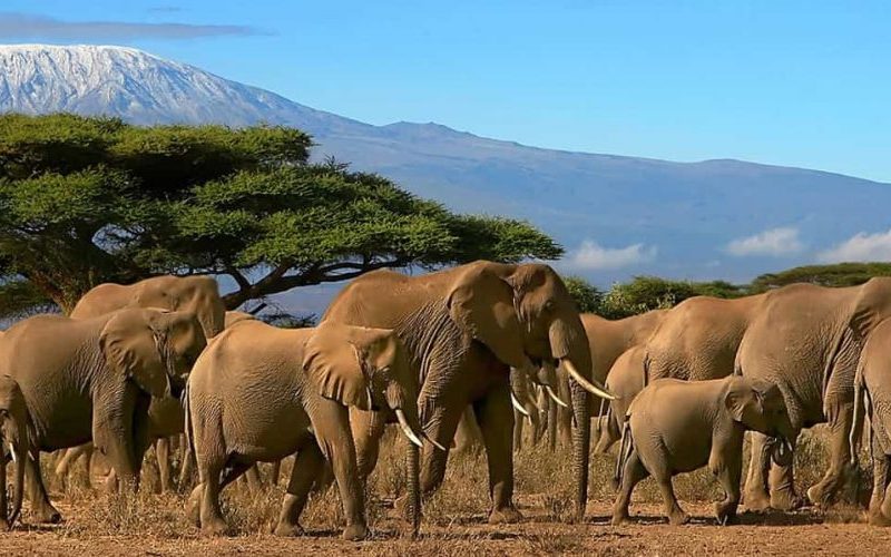 10-Day Safari & Cultural Activity in Kilimanjaro Region.
