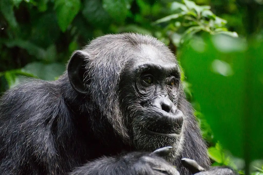 Chimpanzee at Semuliki National Park