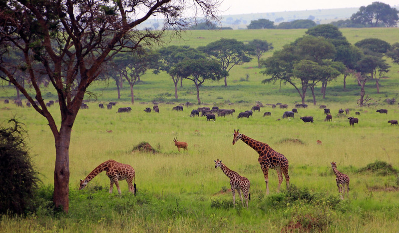 10 Day Uganda Wildlife and Primate Safari