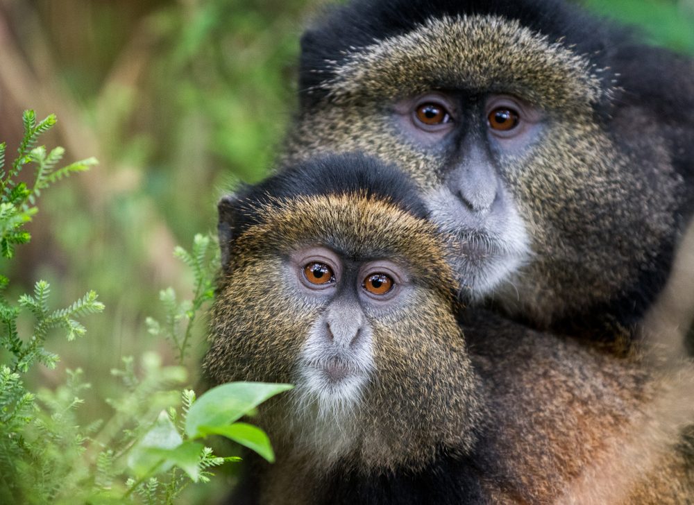 Gishwati Golden Monkeys