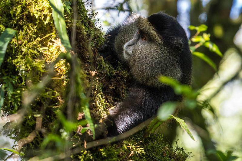 Golden Monkey in Mgahinga