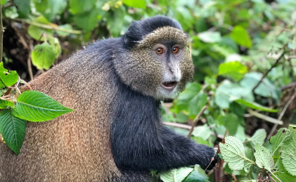 Golden Monkey Trekking at Volcanoes National Park