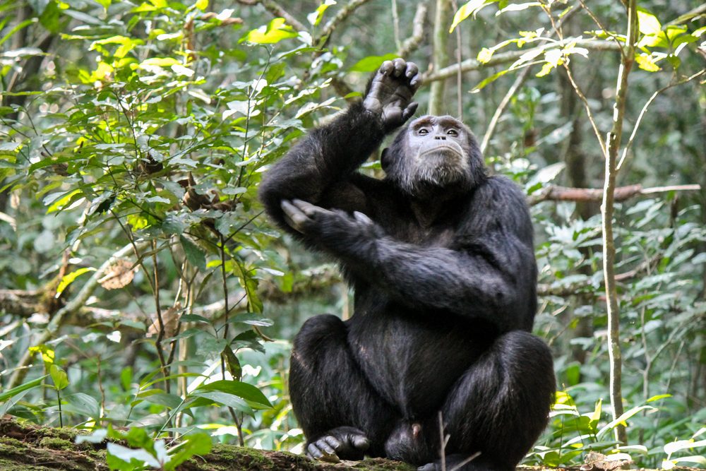Gombe National Park