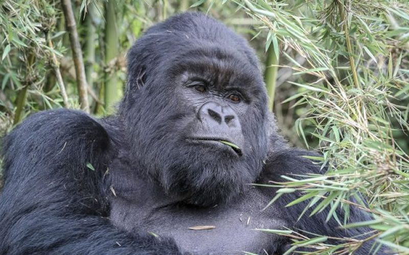 5 Days Rwanda Gorillas & Lake Kivu Tour