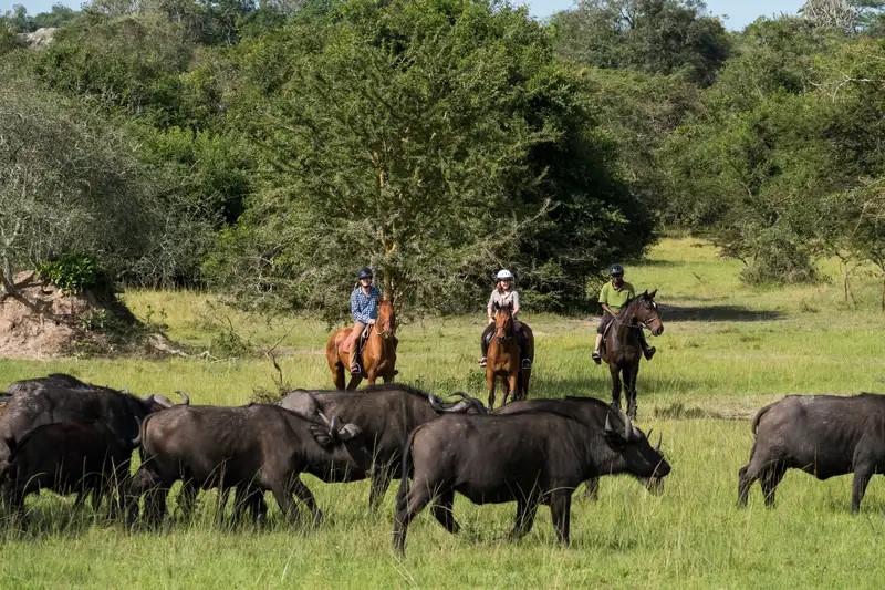 Horseback Riding