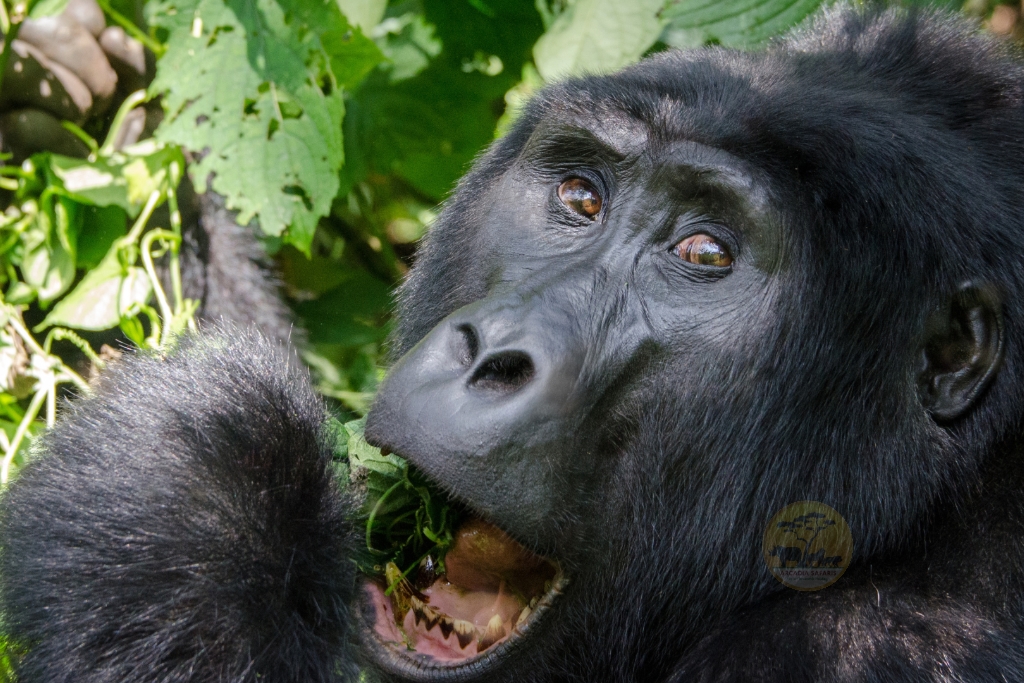 How Much is Gorilla Trekking in Uganda