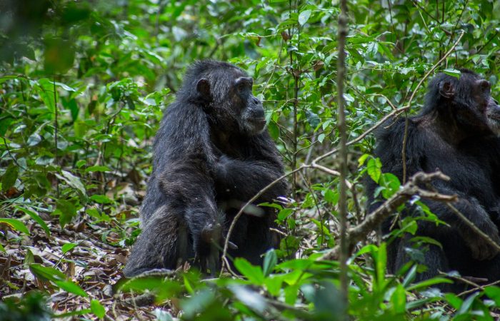 Chimp Habituation