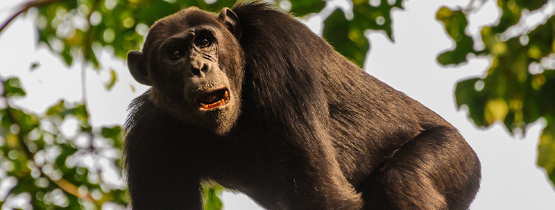 Chimpanzee - Kyambura