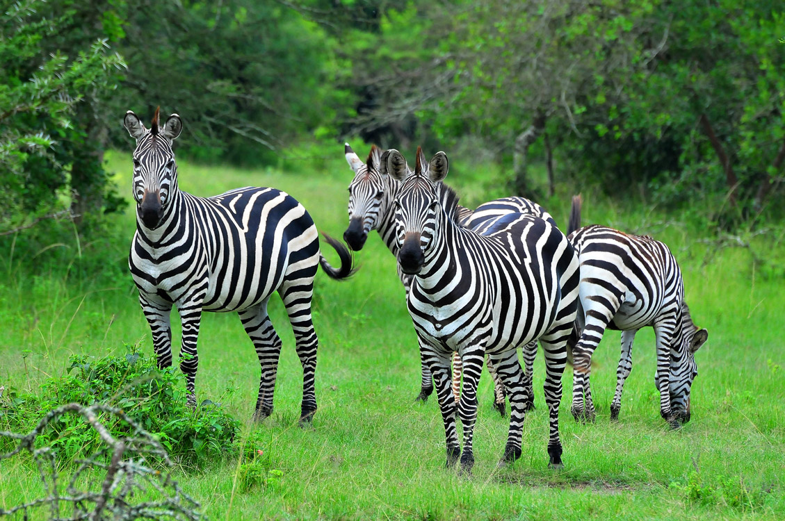 Zebras at Lake Mburo