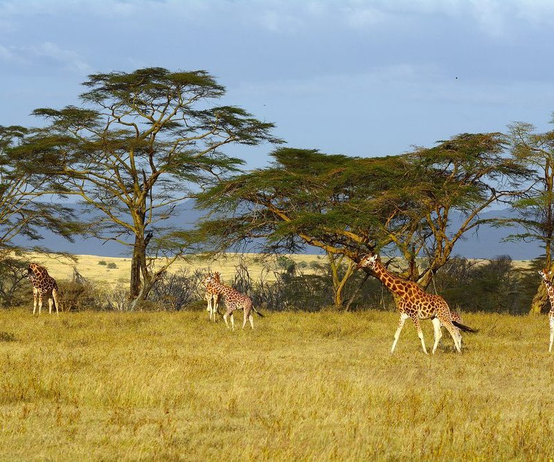 5 Days Maasai Mara & Lake Nakuru Safari.
